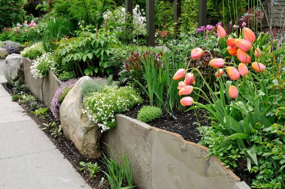 Colorful Garden Pathway Tulips Mecklenburg County North Carolina
