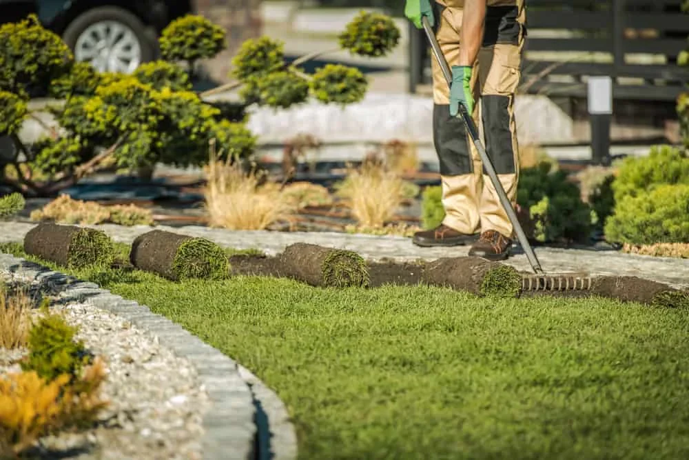 Landscaper Laying Sod Path Mecklenburg County North Carolina_1
