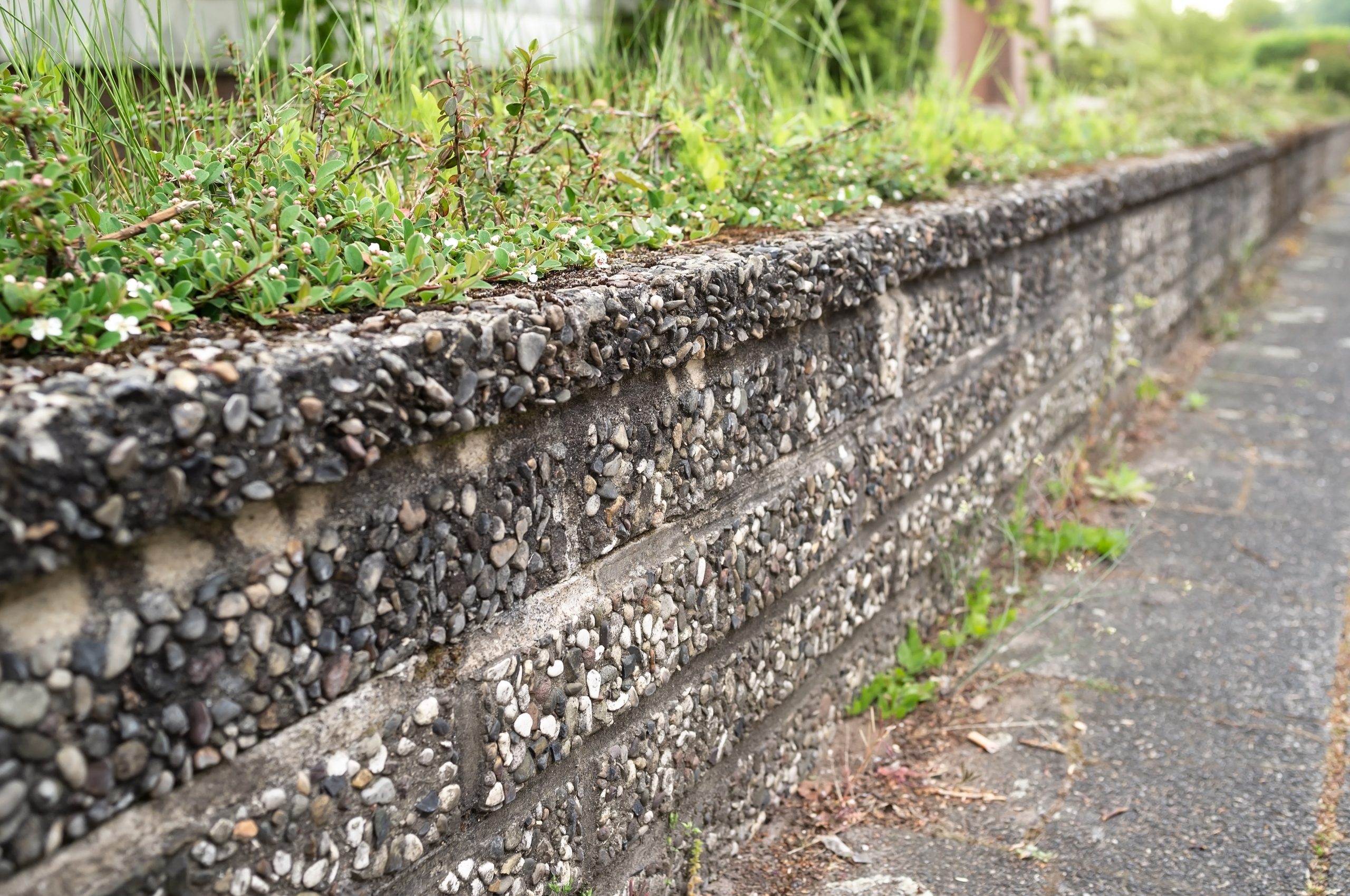 Pebble-stone garden wall close-up with weeds and grass growing on top edge beside a paved sidewalk.