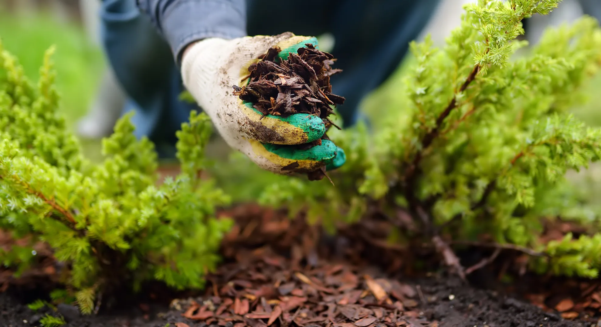 A gloved hand is adding mulch around healthy green plants in a garden to promote plant growth.