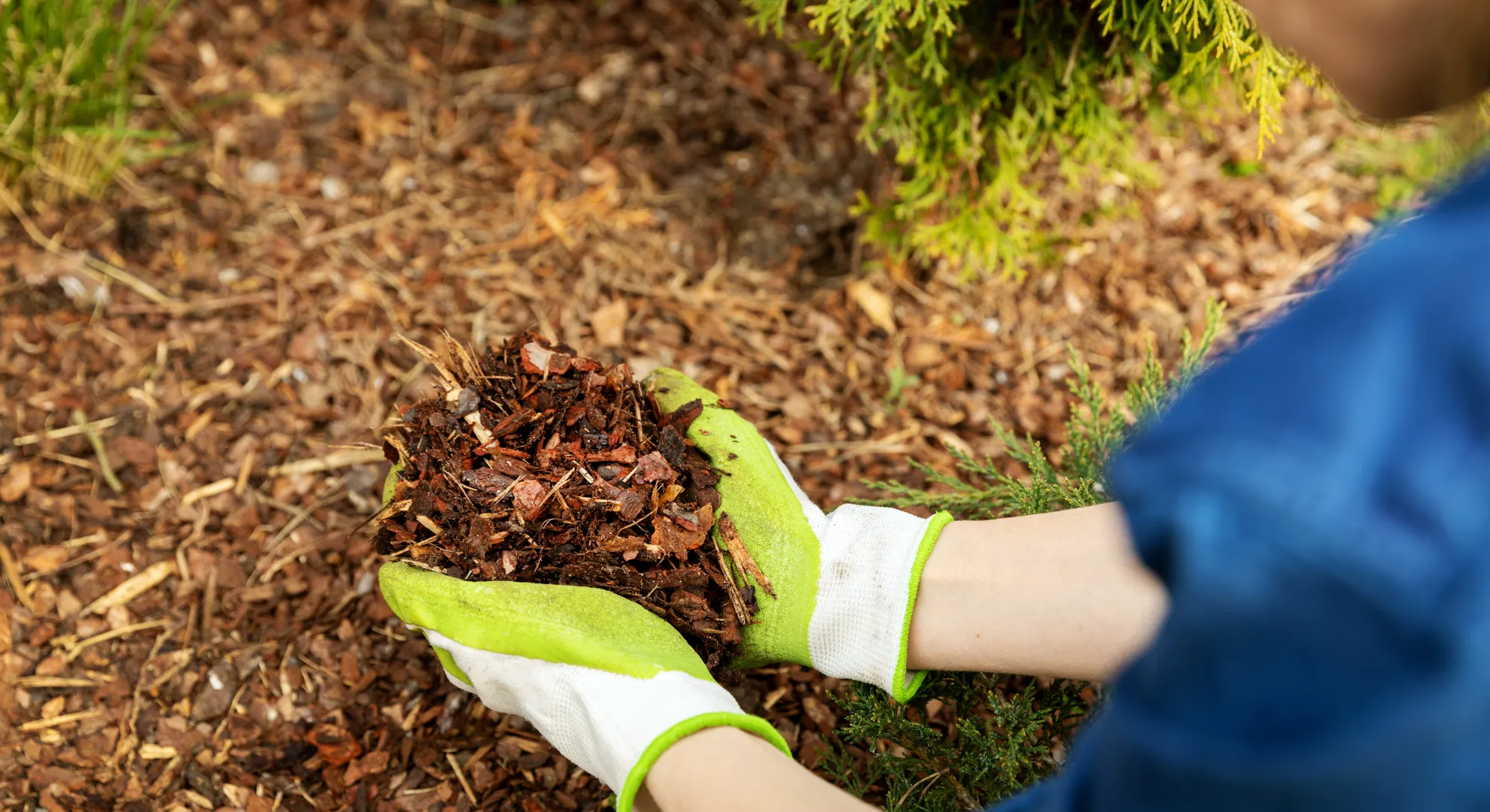 Gloved hands hold brown mulch in a garden, ready to spread around plants and soil for landscaping.
