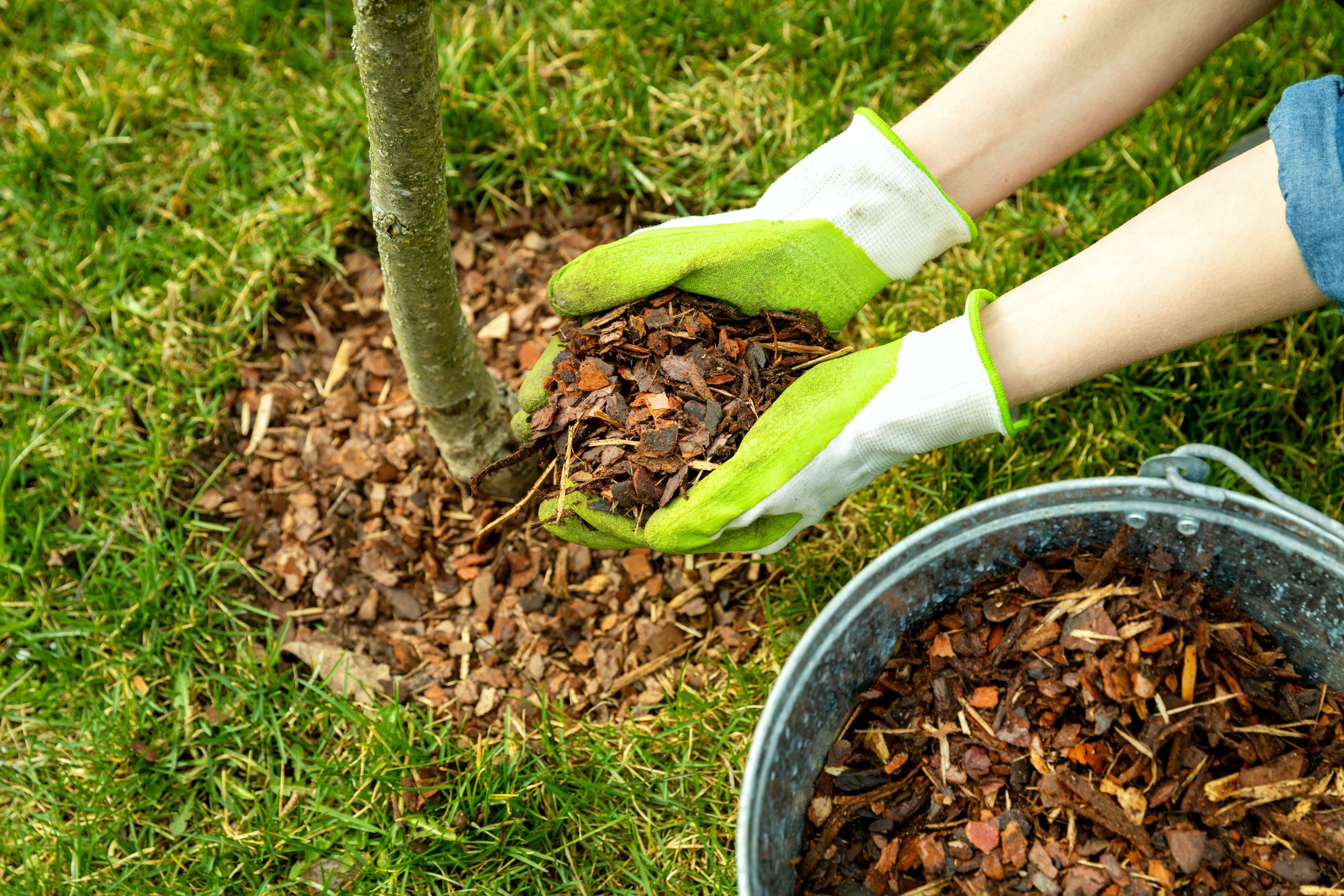 Person wearing gloves spreads wood mulch from a metal bucket around a young tree on green grass.
